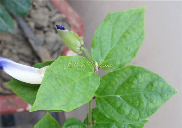  Flower solitary axillary